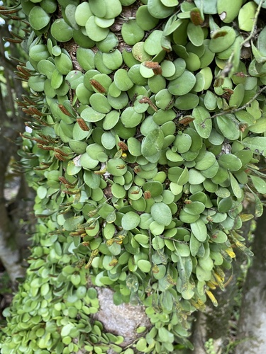 Lemmaphyllum microphyllum