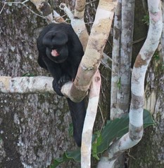Chiropotes albinasus