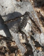 Aleucosia