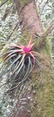 Aechmea recurvata