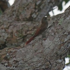 Lepidocolaptes fuscicapillus layardi