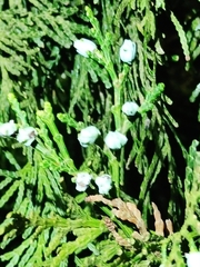 Calocedrus formosana