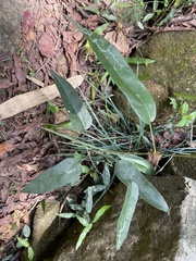 Smilax glabra