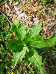 Dipsacus fullonum