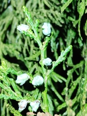 Calocedrus formosana