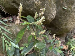 Smilax glabra