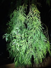 Calocedrus formosana