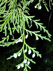 Calocedrus formosana