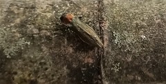Agrilus auricollis