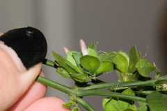 Dicliptera chinensis