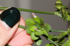 Dicliptera chinensis