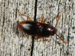 Cryptodacne synthetica