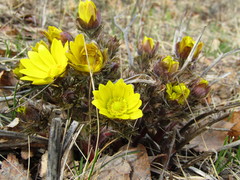 Adonis villosa