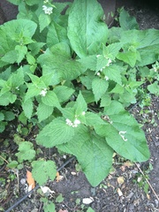 Lamium album