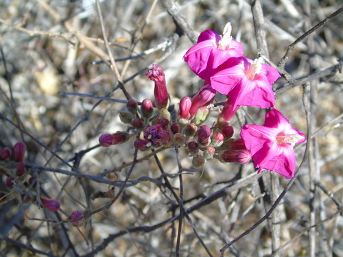 Ipomoea conzattii