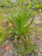 Reseda luteola