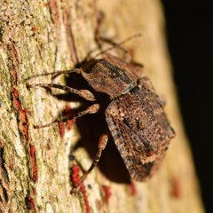 Syrphetodes marginatus