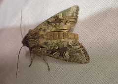 Ichneutica plena