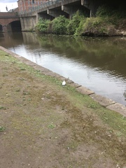 Columba livia domestica