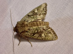 Ichneutica plena