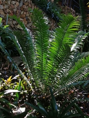 Encephalartos senticosus