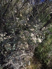 Plecostachys serpyllifolia