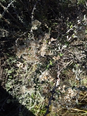 Plecostachys serpyllifolia