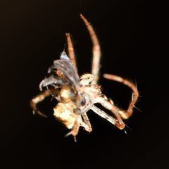 Australomimetus sennio