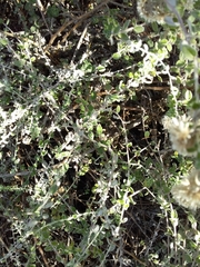 Plecostachys serpyllifolia