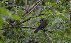 Turdus merula