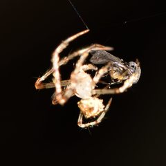 Australomimetus sennio