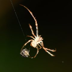 Australomimetus sennio