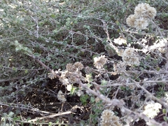 Plecostachys serpyllifolia