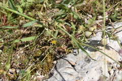 Spialia