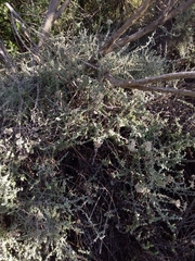 Plecostachys serpyllifolia