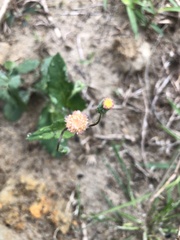 Asteraceae