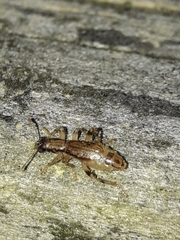Lemidia aptera