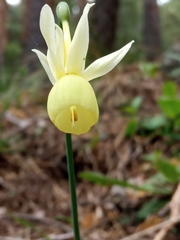 Narcissus triandrus pallidulus