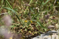 Spialia