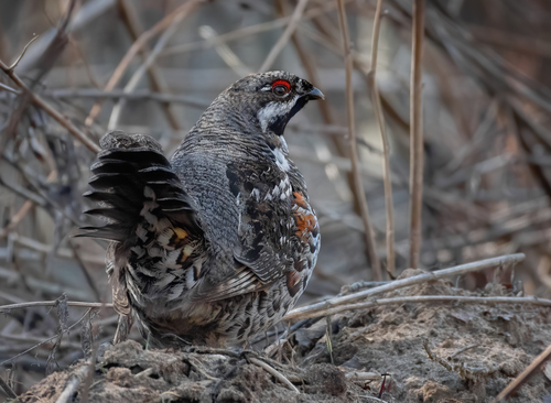 Hazel Grouse, Слободской р-н, Кировская обл., Россия, photo 8 of 10