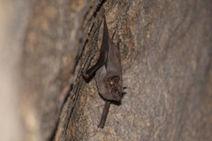 Coastal Tomb Bat photo 2