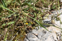 Spialia