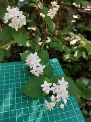 Deutzia scabra