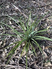 Chlorophytum comosum