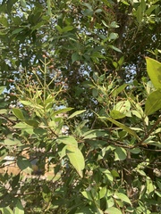 Magnoliopsida
