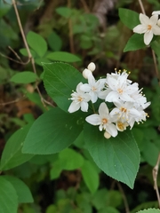 Deutzia scabra