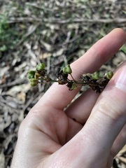 Chlorophytum comosum