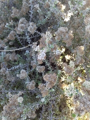 Plecostachys serpyllifolia