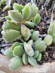 Cotyledon tomentosa tomentosa
