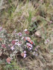 Zygaena rhadamanthus